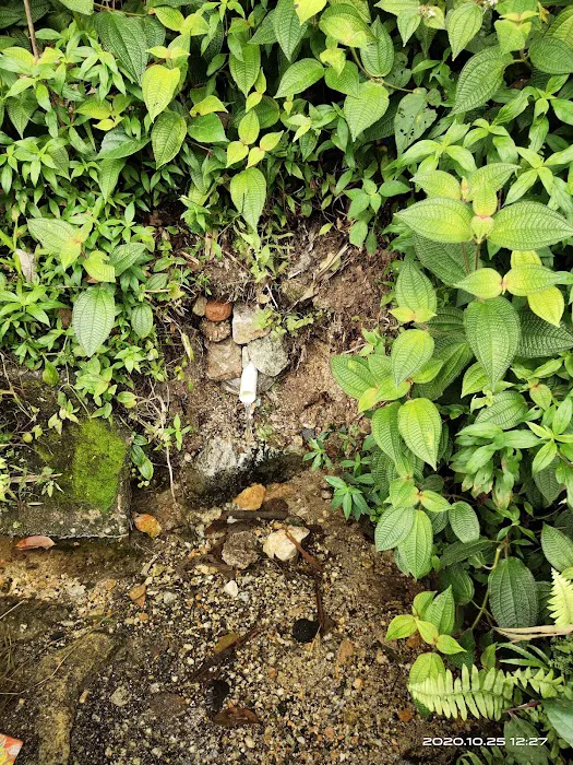 Ulu Langat Tekali Spring Picture 9