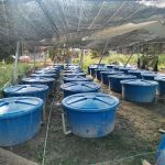 LE AQUA BREEDER