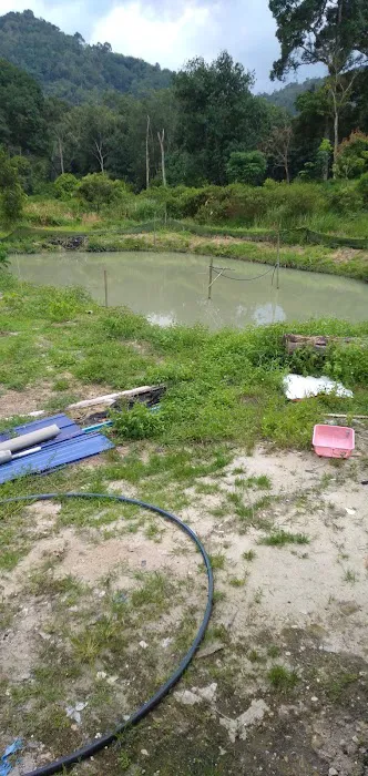 Kolam ikan kb Picture 2