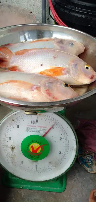 Kolam ikan kb Picture 1