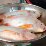 Kolam ikan kb