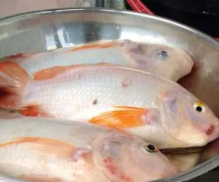 Kolam ikan kb