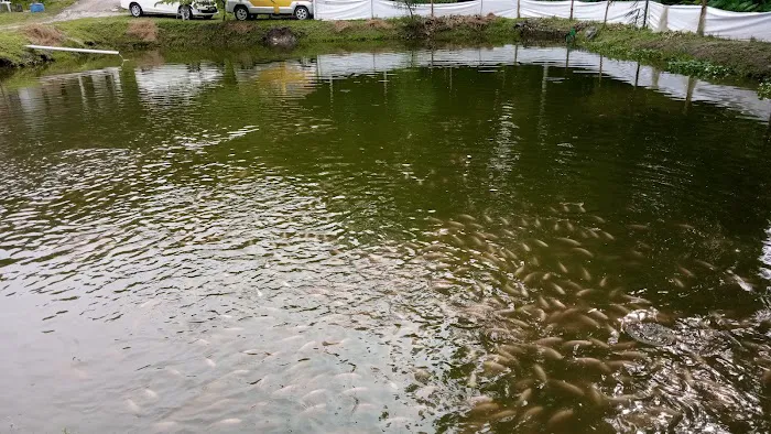Kolam ikan kb Picture 3