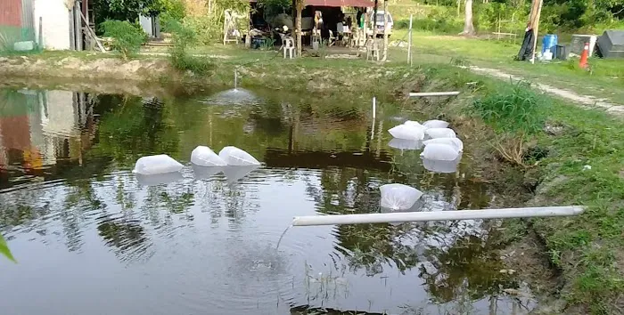 Kolam ikan kb Picture 4
