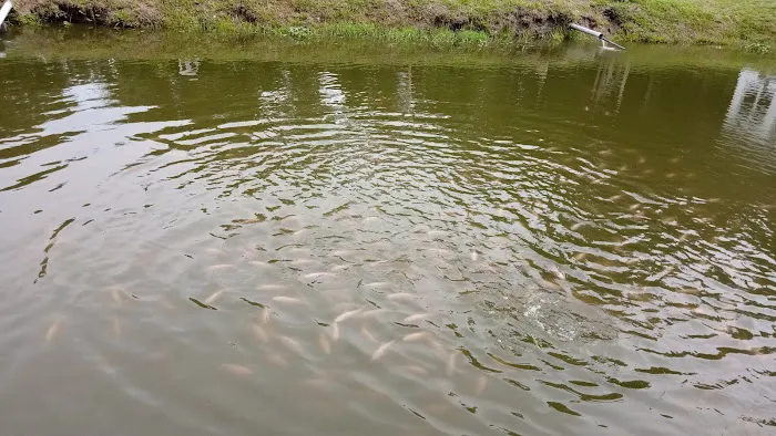 Kolam ikan kb Picture 10