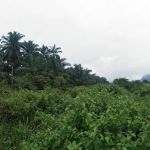 Kampung PPMS Kesedar Sejahtera