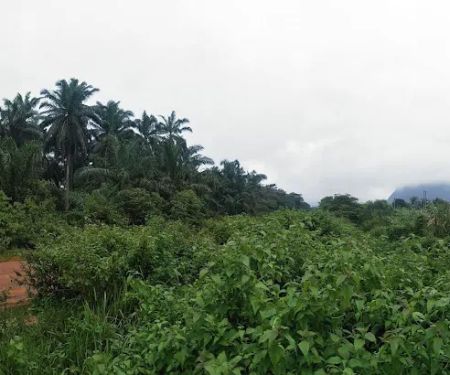 Kampung PPMS Kesedar Sejahtera