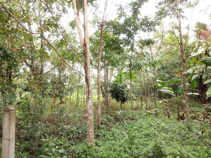Desa Kekabu Inn Resort Setiu Picture 6