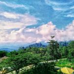 Alamanda 2