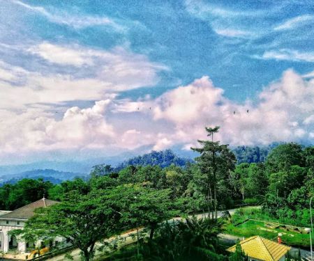 Alamanda 2