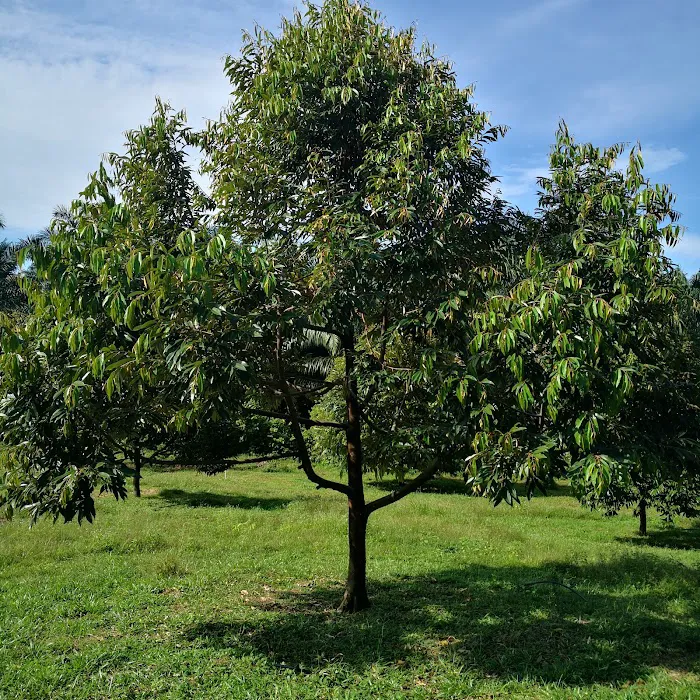 Taman Seri Indah Ecofarm Picture 5
