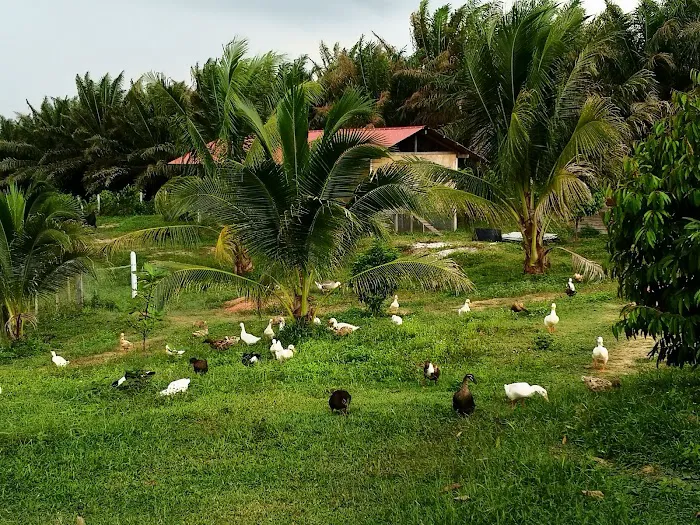 Taman Seri Indah Ecofarm Picture 6