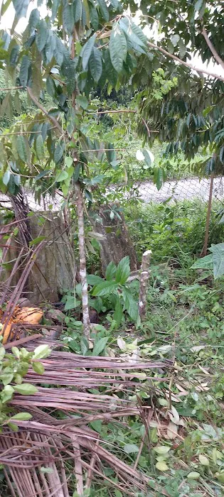 Rumah Tunjung Picture 1