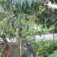 Rumah Tunjung ico