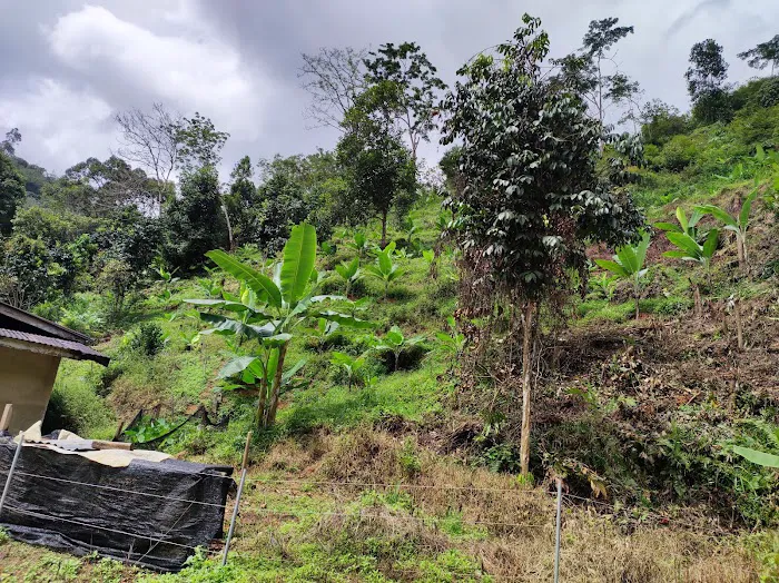 Kampung Cempaka,Lata Rek Picture 8