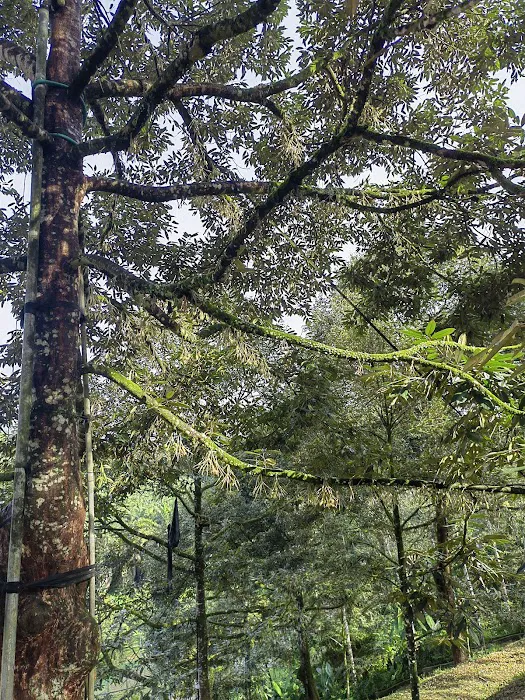 Dooreeann hills Picture 2