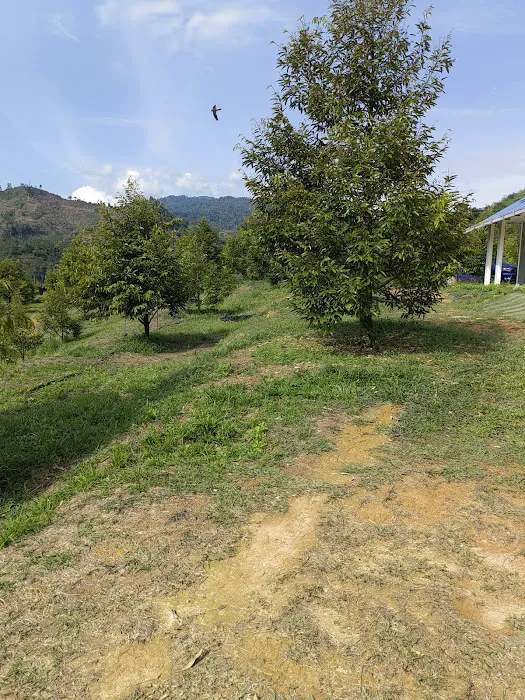 Dooreeann hills Picture 7
