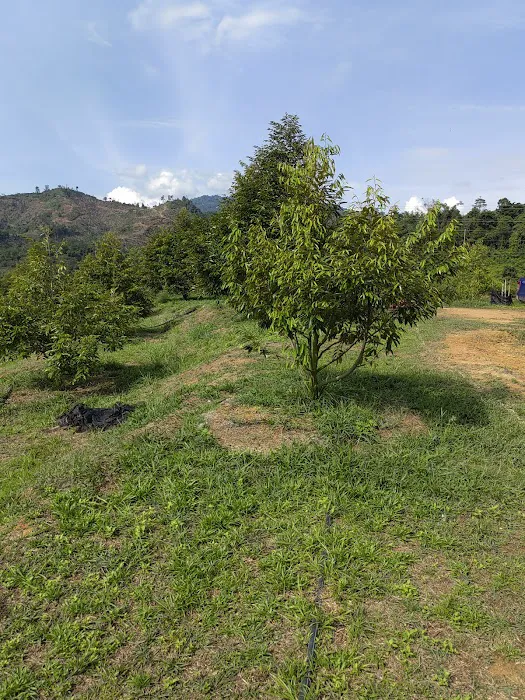 Dooreeann hills Picture 8
