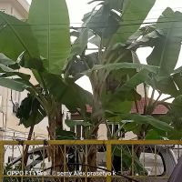 pusat jagaan kaseh sayang ico
