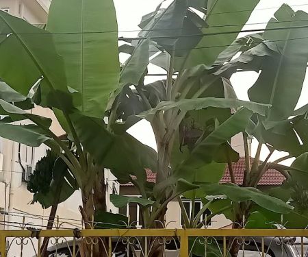 pusat jagaan kaseh sayang