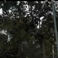 Dusun Lazim ico