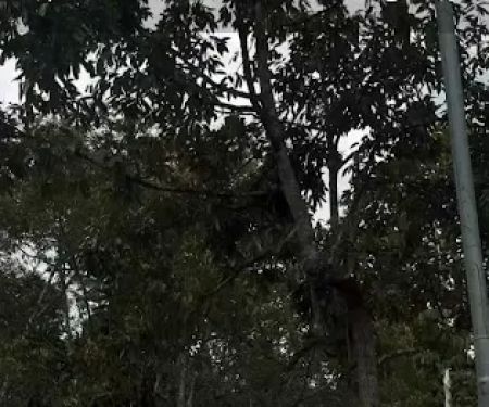 Dusun Lazim