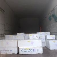 Bangi ico