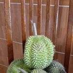 Teratak Keluarga Jailani