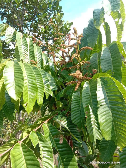 Kebun Reda Picture 2