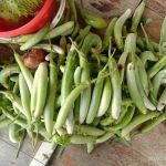 Kebun Reda