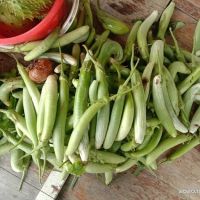 Kebun Reda ico