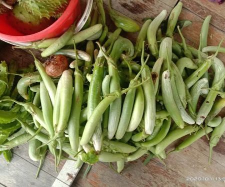 Kebun Reda