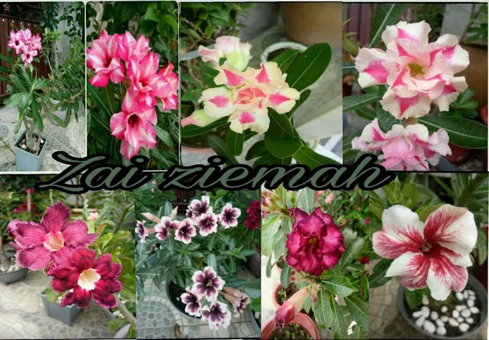 Kebun Reda Picture 7