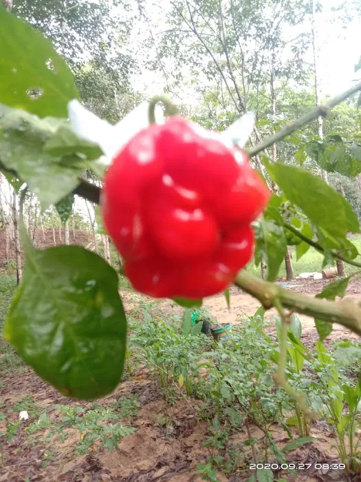 Kebun Reda Picture 10
