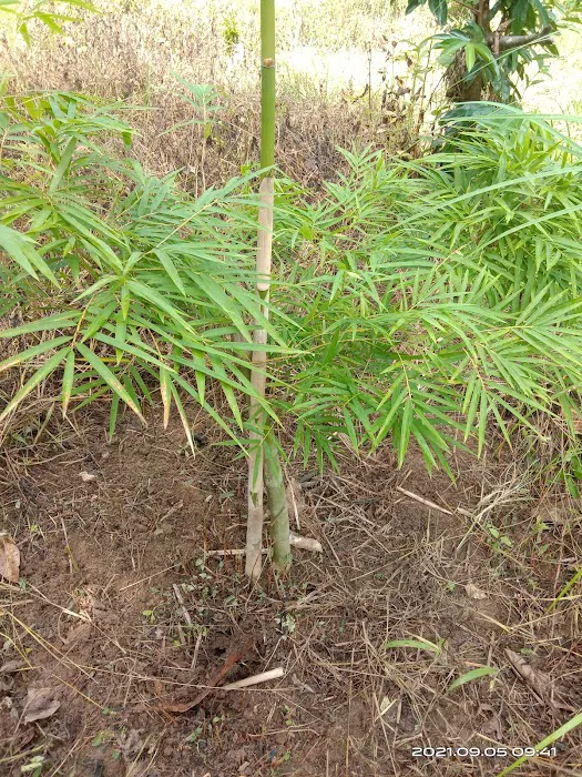 Kebun Reda Picture 6