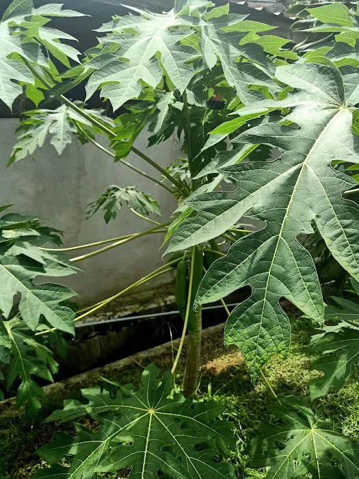 TanahDusun Suri Picture 8