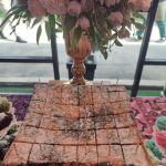 Kek Marble and Brownies #SedapTakTipu