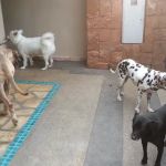 Woof Gang Training and Services