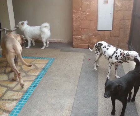 Woof Gang Training and Services
