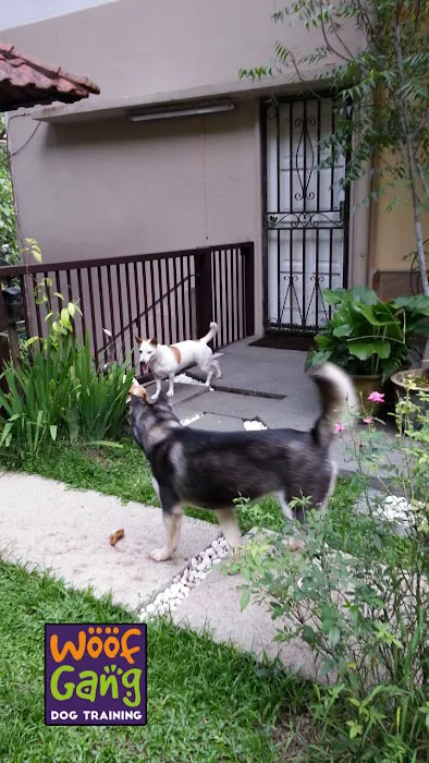 Woof Gang Training and Services Picture 2