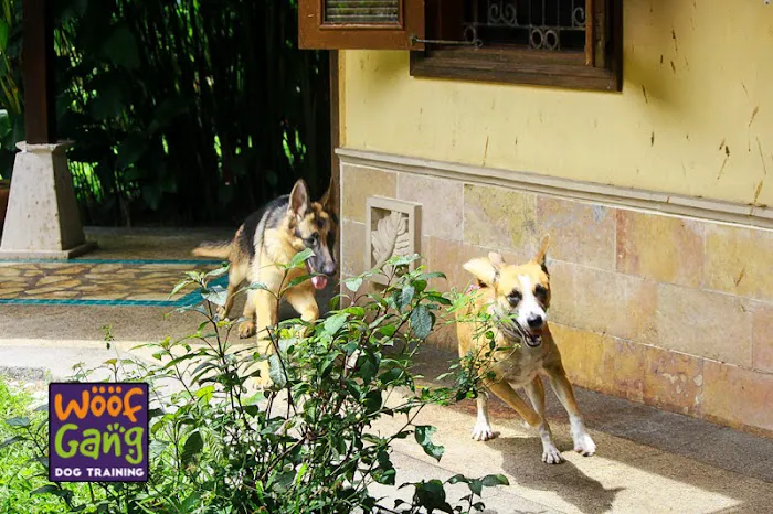 Woof Gang Training and Services Picture 3