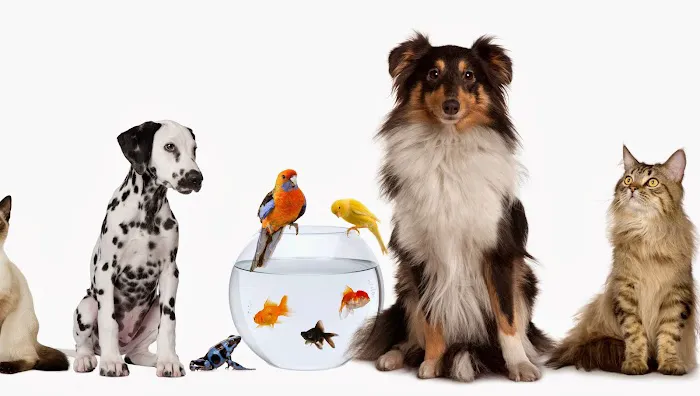 Woof Gang Training and Services Picture 8