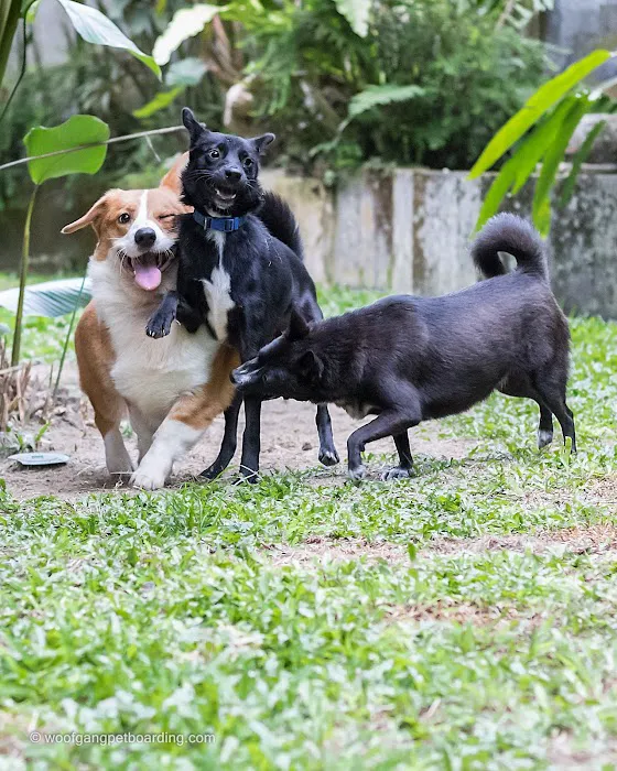 Woof Gang Training and Services Picture 4