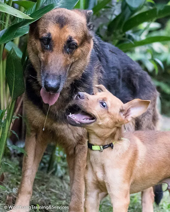 Woof Gang Training and Services Picture 9