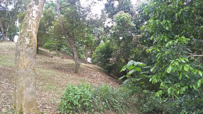The Plantation Picture 8