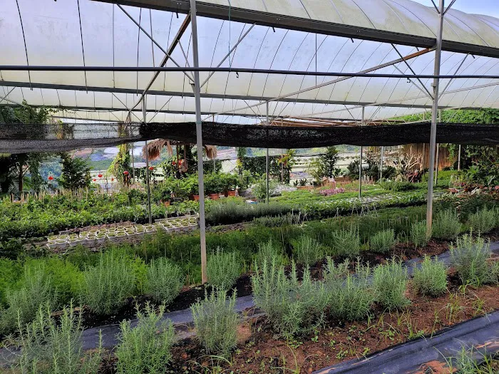 Cozy Leisure Farm (Bertam Valley) Picture 9