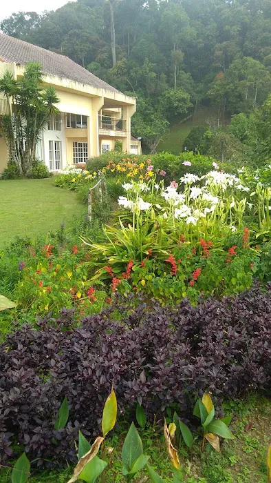 Angsana. Picture 4