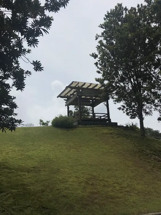Angsana. Picture 8