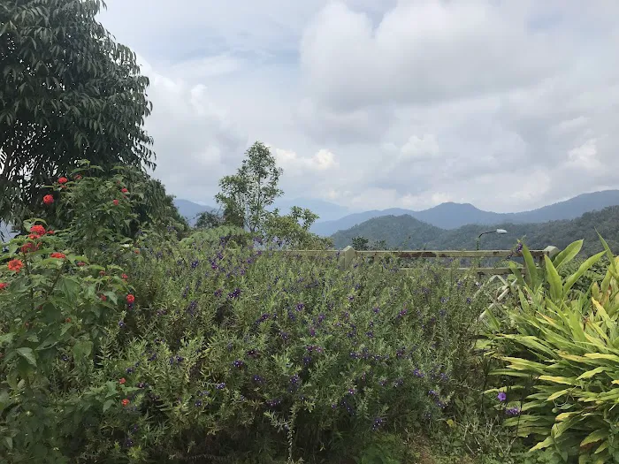 Angsana. Picture 6