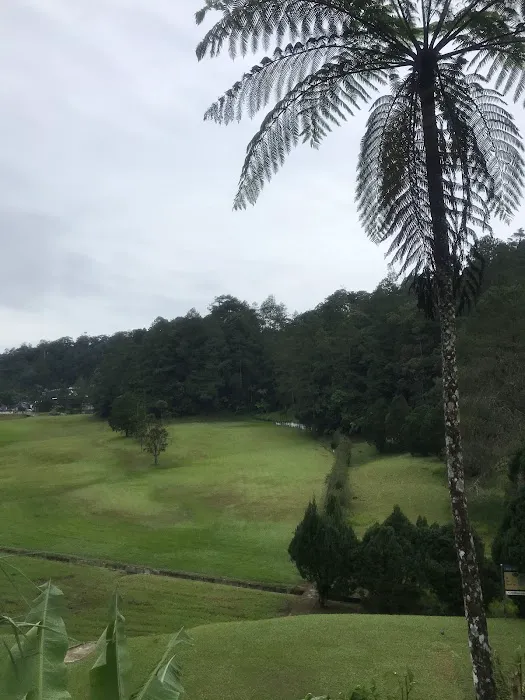Angsana. Picture 9